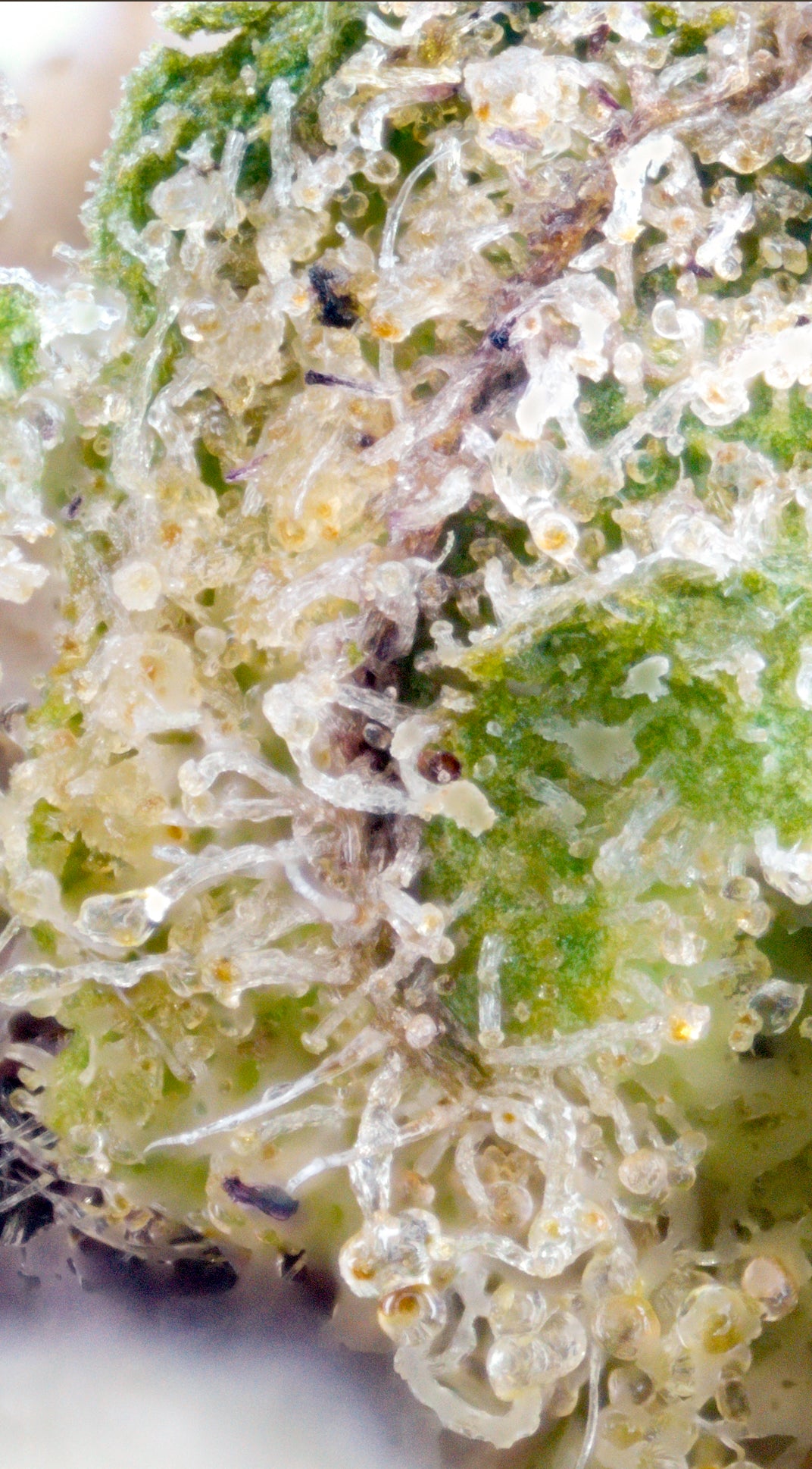 Ferrari Runtz - THC-P - Indica Flower